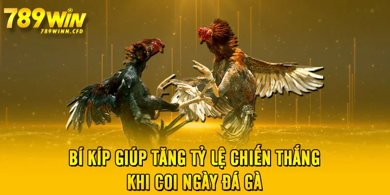 Bí kíp giúp tăng tỷ lệ chiến thắng khi coi ngày đá gà