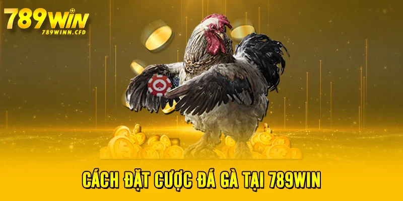 Cách đặt cược đá gà tại 789WIN