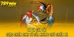 Đá Gà Cựa Sắt - Cuộc Chiến Sinh Tử Của Những Chú Chiến Kê