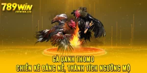 Gà Danh Thomo - Chiến Kê Đáng Nể, Thành Tích Ngưỡng Mộ