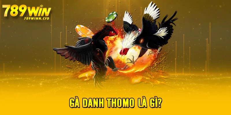 Gà danh Thomo là gì?