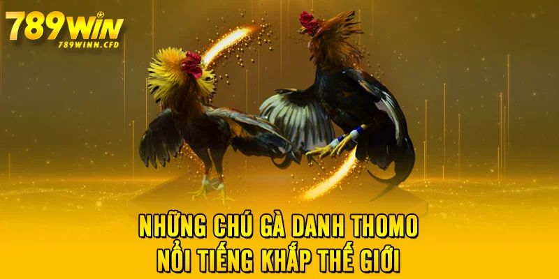 Những chú gà danh Thomo nổi tiếng khắp thế giới