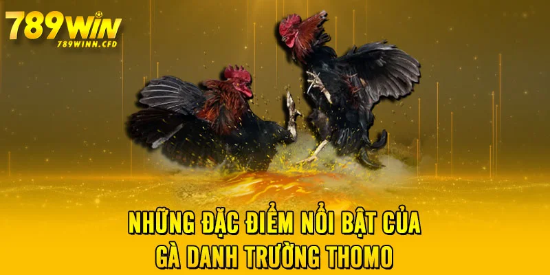 Những đặc điểm nổi bật của gà danh trường Thomo